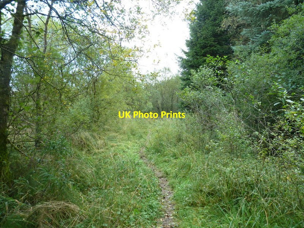 Photo 6"x4" Footpath by Kershope Burn Kershopefoot c2012