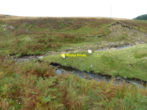 Photo 6"x4" Whitrope Burn and  Sheep Hermitage\/NY5095 c2012