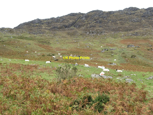 Photo 6"x4" Sheep grazing below the crags of Slieve Foye Carlingford c2012