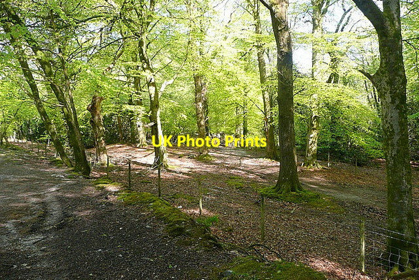 Photo 6"x4" Woodland at Quick Bridge Lutton\/SX5959 c2012