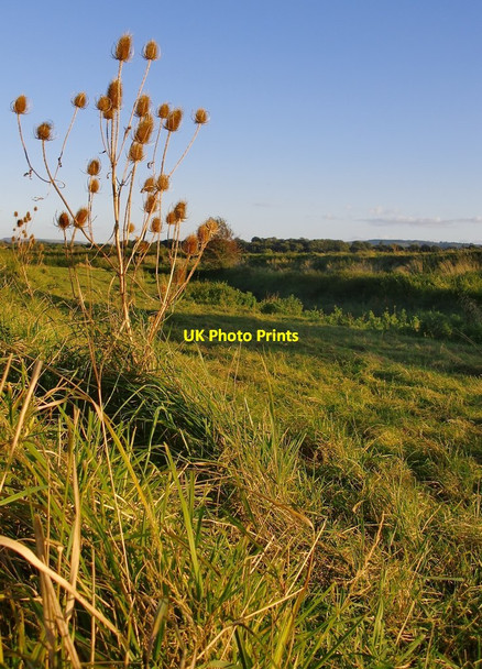 Photo 6"x4" Teasels growing on the banks of the River Stor, Pulborough Brooks Pulborough c2012
