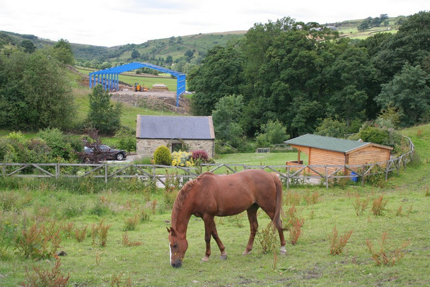 Photo 6"x4" Horse grazing, Holme House Goose Eye c2008