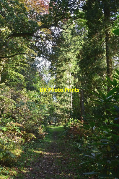 Photo 6"x4" Woodland path, Abbey St Bathans Abbey St Bathans c2012