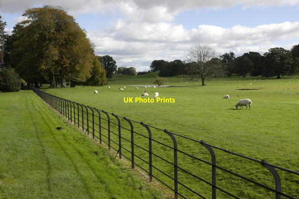 Photo 6"x4" Sheep Grazing, Jervaulx Park Ellingstring c2012