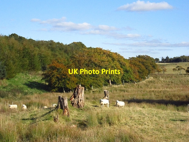 Photo 6"x4" Falla Woodland Auchengray c2012