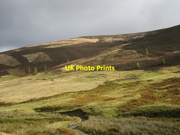 Photo 6"x4" Scattered trees, Glensax Birkscairn Hill c2012