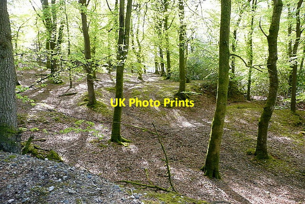 Photo 6"x4" Woodland near Quick Bridge Lutton\/SX5959 c2012