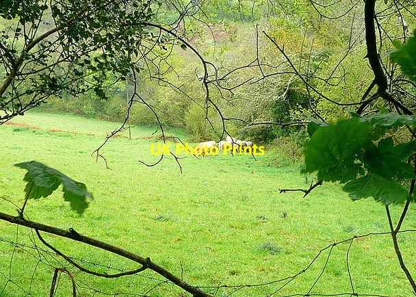 Photo 6"x4" Cattle near Overbrent Wood Badworthy c2012