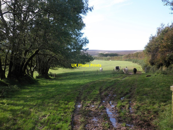 Photo 6"x4" Pasture, near Spangate Land Cutcombe c2012