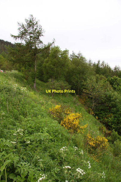 Photo 6"x4" The hillside on Clay Bank Urra c2012