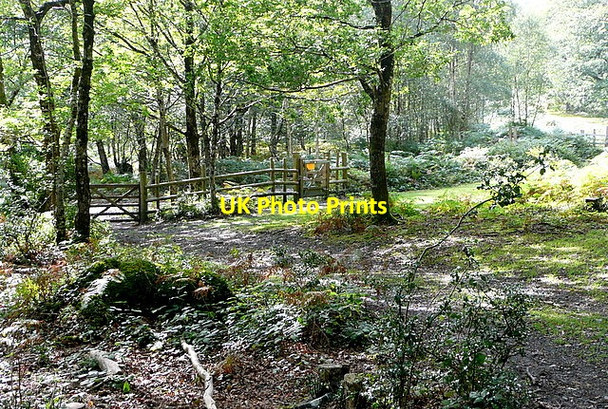 Photo 6"x4" In Yarner Wood Haytor Vale c2012