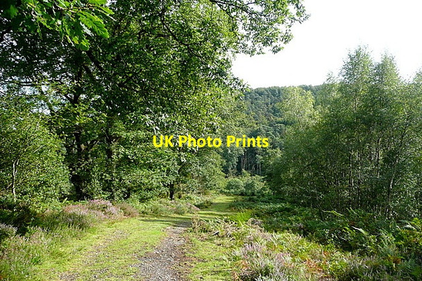 Photo 6"x4" In Yarner Wood Green Lane\/SX7877 c2012