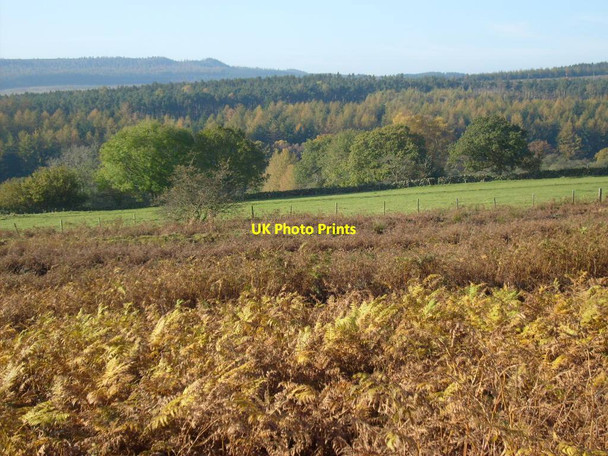 Photo 6"x4" View from the road East Moor Wood c2012