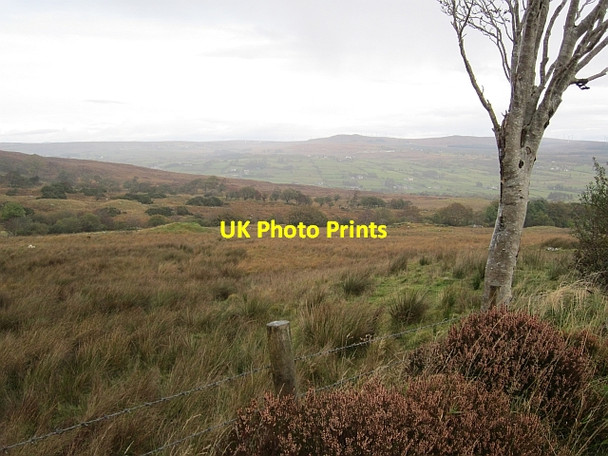 Photo 6"x4" Rowan, Altnapaste Altnapaste c2012