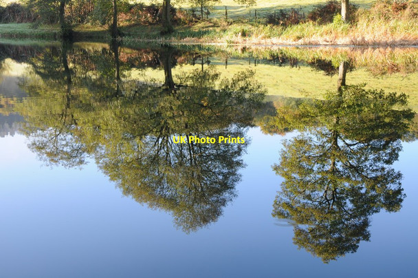 Photo 6"x4" Mirrored trees The Cot c2012