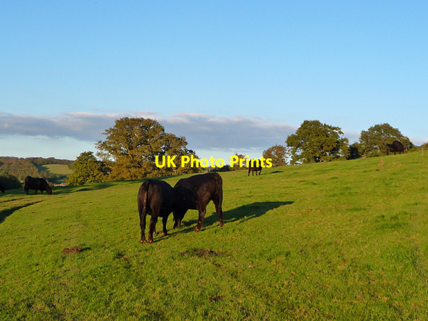 Photo 6"x4" Cattle below Cockshot Hill Churchfield\/SO7346 c2012