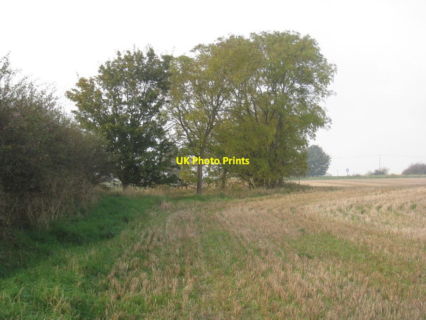 Photo 6"x4" Ash trees near Flixborough (2) Flixborough Stather c2012