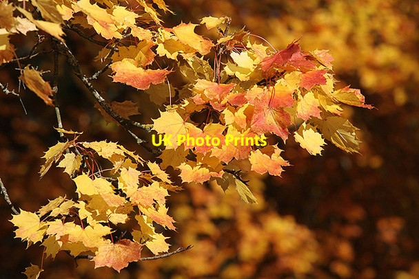 Photo 6"x4" Autumn leaves in Wilton Lodge Park, Hawick Hawick c2012