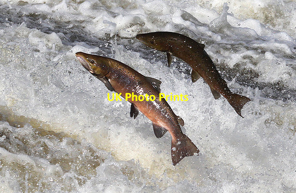 Photo 6"x4" Jumping salmon at Murray's Cauld, Philiphaugh Philiphaugh c2012 P1