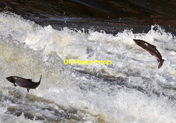 Photo 6"x4" Salmon jumping at Murray's Cauld, Philiphaugh Philiphaugh c2012