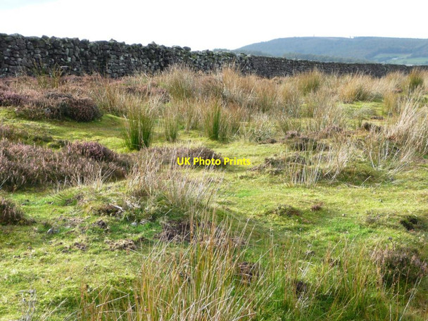 Photo 6"x4" Keeping the sheep off Kildale Moor Kildale c2012