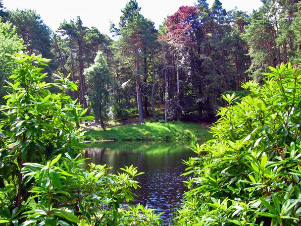 Photo 6"x4" Pond near Queen's Road, Glen Tanar Millfield\/NO4896 c2008