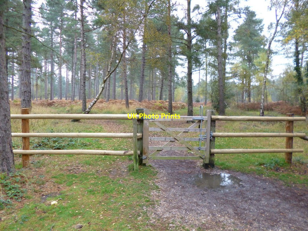 Photo 6"x4" Hawkhill Inclosure, gate Furzey Lodge c2012