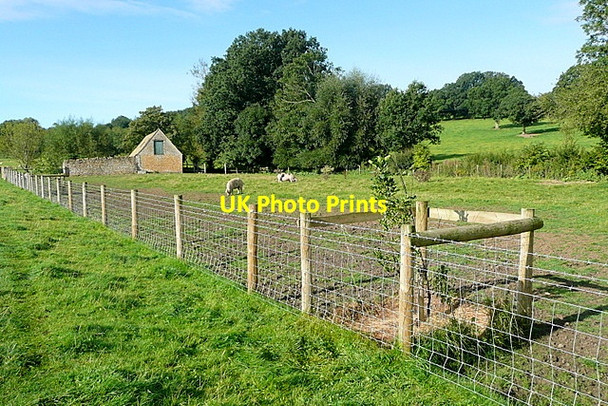 Photo 6"x4" Pig grazing at Broadlands Bourton-on-the-Water c2012