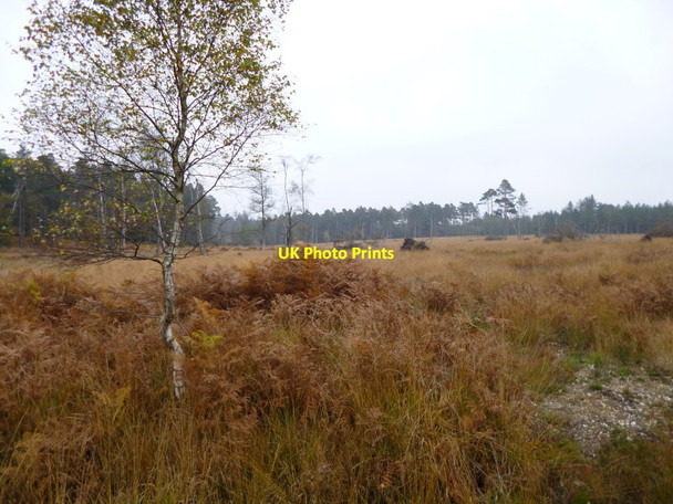 Photo 6"x4" Hawkhill Inclosure, grassland Furzey Lodge c2012