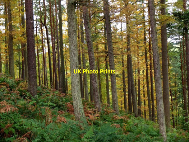 Photo 6"x4" Larches in Cardrona Forest Kirkburn\/NT2938 c2012