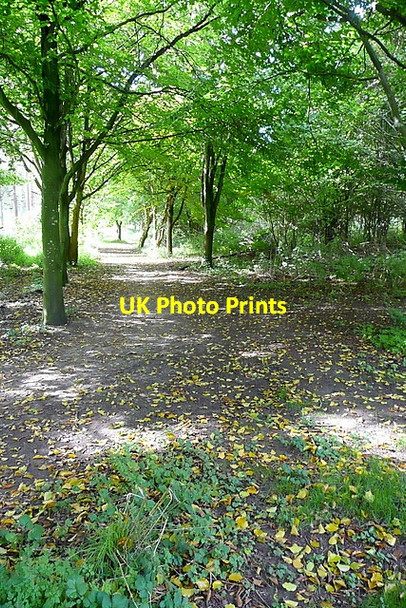 Photo 6"x4" Track in Ragged Copse Sherborne\/SP1714 c2012