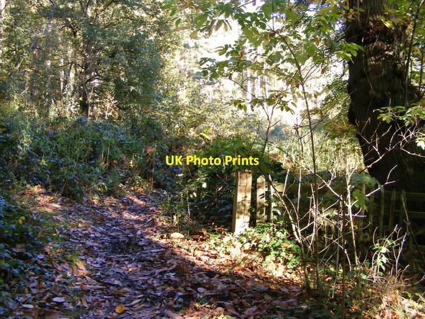 Photo 6"x4" Stourton Wood Path Dunsley\/SO8583 c2012