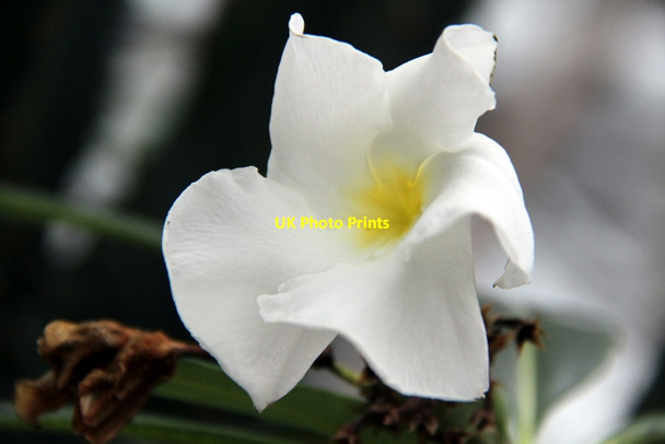 Photo 6"x4" Flower, Kew Gardens Brentford c2012