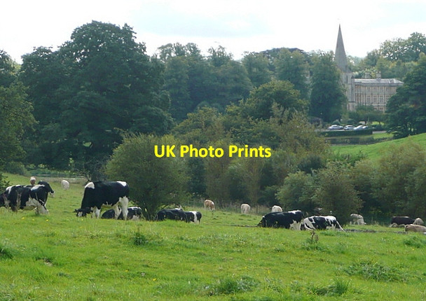 Photo 6"x4" Cattle at Sherborne Sherborne\/SP1714 c2012