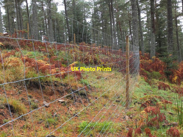 Photo 6"x4" Deer fence, Cardrona Forest Howford\/NT3136 c2012
