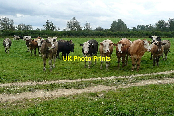 Photo 6"x4" Cattle alert Great Rissington c2012