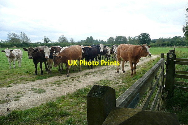 Photo 6"x4" Cattle alert Great Rissington c2012 P1