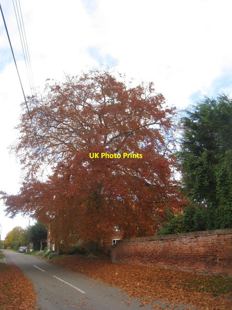 Photo 6"x4" Beech in autumn, Brampton Brampton\/SK8479 c2012