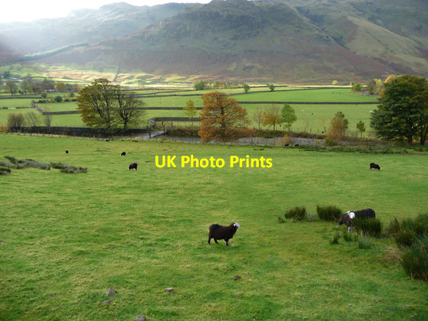 Photo 6"x4" Sheep pastures below Raven Crag Middle Fell Fm c2012