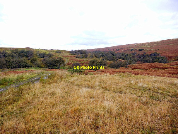 Photo 6"x4" Track south of Lilburn Burn Ilderton c2012