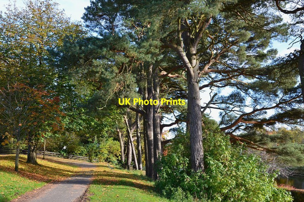 Photo 6"x4" Scots pines in Hay Lodge Park Peebles\/NT2540 c2012