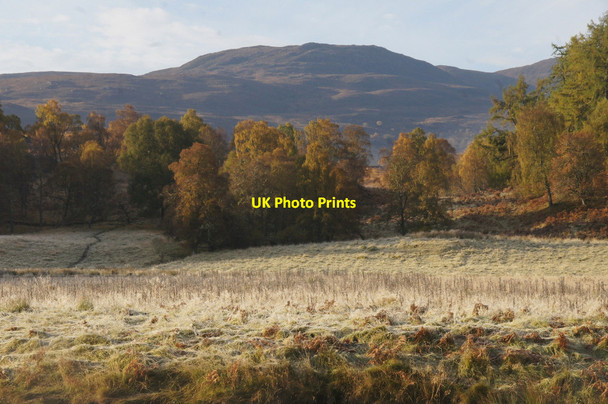 Photo 6"x4" Birch woodland at Culligran, Glen Strathfarrar Struy c2012
