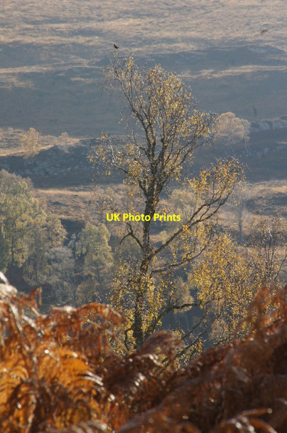 Photo 6"x4" Birch tree, Glen Strathfarrar Struy c2012