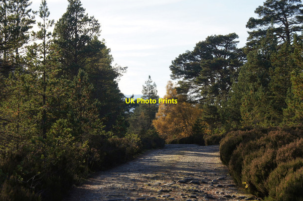 Photo 6"x4" Track on the south side of Loch Affric Glen Affric c2012