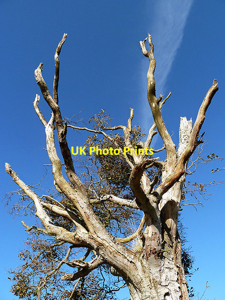 Photo 6"x4" A dying tree at Bemersyde Bemersyde c2012