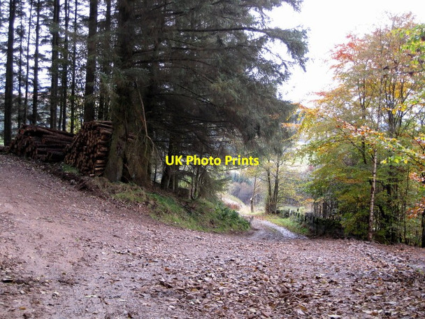 Photo 6"x4" Widened forest road above Traquair Innerleithen c2012