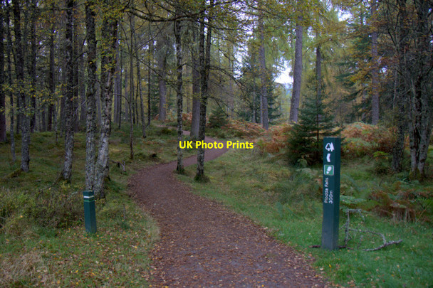 Photo 6"x4" Path to Plodda Falls Abhainn Dheabhag c2012