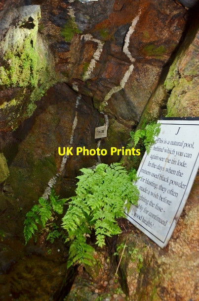 Photo 6"x4" Wheat Roots - Tin Lode Trenear c2012