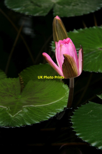 Photo 6"x4" Water Lily, Kew Gardens, London Brentford c2012