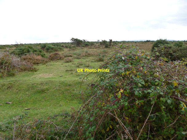 Photo 6"x4" Beaulieu Heath East Boldre c2012